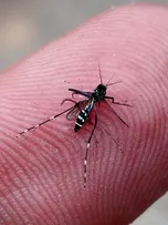 PERÍODO DE CHUVAS RENOVA ALERTA CONTRA AS ARBOVIROSES EM BUSCA VIDA