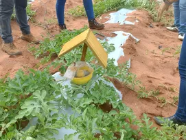 DEFESAS AGROPECUÁRIAS DA BAHIA E RIO GRANDE DO NORTE JUNTAM FORÇAS PARA COMBATER A "MOSCA-DAS-FRUTAS"