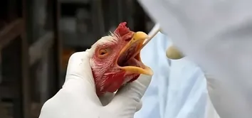 CHILE E URUGUAI SUSPENDEM IMPORTAÇÃO DE FRANGO BRASILEIRO APÓS CASO DE GRIPE AVIÁRIA