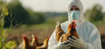 BRASIL SE ARTICULA PARA CONVENCER CHINA A LIMITAR EMBARGO DE CARNE DE FRANGO