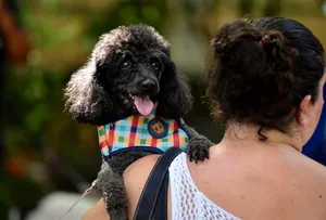 SALVADOR ADERE AO SISTEMA NACIONAL DE CADASTRO DE ANIMAIS E REFORÇA COMBATE AO ABANDONO