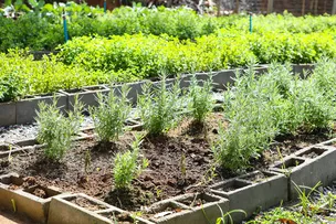 HORTAS COMERCIAIS AGROECOLÓGICAS FORTALECEM ECONOMIA NA COMUNIDADE DE COUTOS