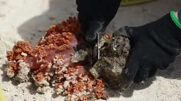 OPERAÇÃO PIONEIRA BUSCA ERRADICAR CORAL INVASOR DA BAÍA DE TODOS-OS-SANTOS