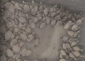 AÇÃO ENTRE GEPA E COPPA RESGATA FILHOTES DE TARTARUGA-MARINHA