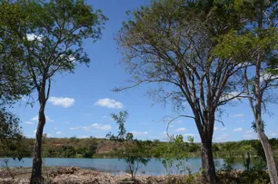 BAHIA REGISTRA QUEDA DE 54% NO DESMATAMENTO EM 2024, APONTA RELATÓRIO DO MAPBIOMAS