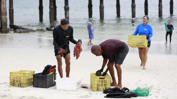 OPERAÇÃO PIONEIRA BUSCA ERRADICAR CORAL INVASOR DA BAÍA DE TODOS-OS-SANTOS