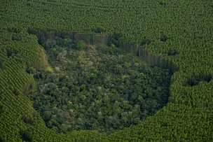 BRACELL DESTACA O USO DA TECNOLOGIA PARA REGISTRO DE FAUNA
