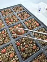 ACELEN RENOVÁVEIS E UNIMONTES DESENVOLVEM PROTOCOLO INOVADOR DE GERMINAÇÃO DA MACAÚBA