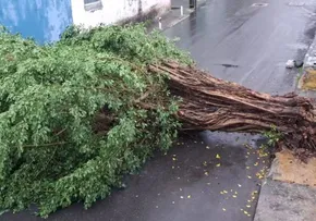 COM MAIS DE 100 MM DE CHUVA, CAPITAL BAIANA TEM TRANSTORNOS E QUEDA DE ÁRVORES