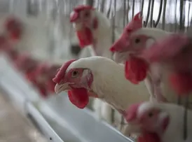 VEJA ONDE ESTÃO SITUADOS OS CINCOS CASOS COM SUSPEITA DE GRIPE AVIÁRIA