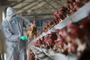 JAPÃO E OUTROS 16 PAÍSES RETIRAM RESTRIÇÕES COMERCIAIS AO BRASIL RELACIONADAS À GRIPE AVIÁRIA