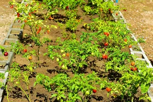 COM MAIS DE 140 HORTAS E POMARES IMPLANTADOS, SALVADOR INVESTE EM CULTIVO URBANO E EDUCAÇÃO AMBIENTAL