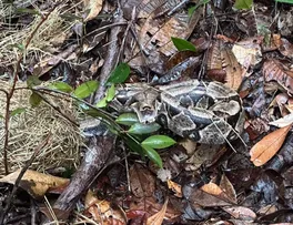 VINTE E CINCO ANIMAIS SILVESTRES SÃO SOLTOS EM RESERVA DA BRACELL NA BAHIA