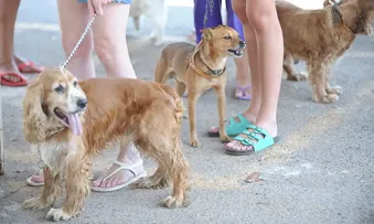 LEI PROÍBE TATUAGENS E PIERCING EM CÃES OU GATOS