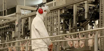 BRASIL SE DECLARA PAÍS LIVRE DA GRIPE AVIÁRIA