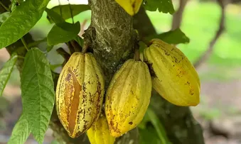TARIFA DE TRUMP ATINGE EM CHEIO O SETOR AGRÍCOLA BAIANO. FRUTICULTURA É MAIS AFETADA