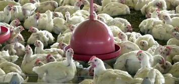 CHILE E ARÁBIA SAUDITA RETOMAM IMPORTAÇÃO DE CARNE DE FRANGO DO BRASIL