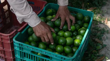 LITORAL NORTE CONCENTRA A MAIOR PRODUÇÃO DE CITROS NA BAHIA