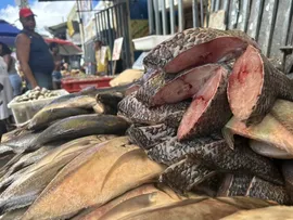 PEIXE BR: COM TARIFAÇO, EXPORTAÇÃO DE TILÁPIA DO PAÍS DEVE PRATICAMENTE ZERAR NO 2º SEMESTRE