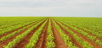 VALOR DA AGRICULTURA BAIANA CRESCE 8,4% E CHEGA AO RECORDE DE R$ 47,3 BILHÕES