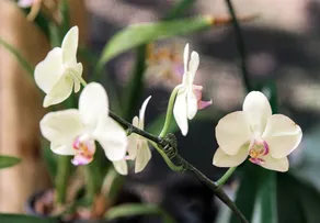 SHOPPING ITAIGARA CELEBRA MÊS DA PRIMAVERA COM ORQUIDÁRIO