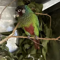 CETRAS BAMIN RESGATA E REABILITA AVE QUE GANHARÁ UM NOVO LAR EM FOZ DO IGUAÇU
