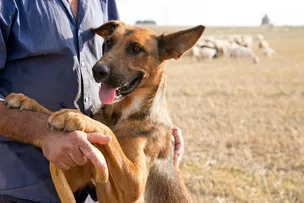 GOVERNO DESTINA R$ 3 MILHÕES PARA PRIMEIRA ETAPA DO PROJETO DE CONTROLE POPULACIONAL DE CÃES NO SEMIÁRIDO
