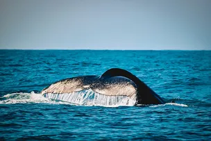 SALVADOR RECEBE A III CONFERÊNCIA OCEÂNICA DO BRASIL EM SETEMBRO