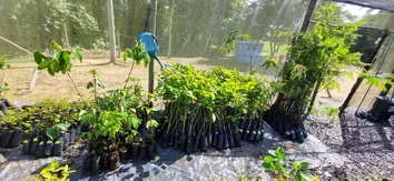 DESAFIO LATITUDE 12 REALIZA DOAÇÃO DE MIL MUDAS DE ÁRVORES NATIVAS NA RESERVA SAPIRANGA