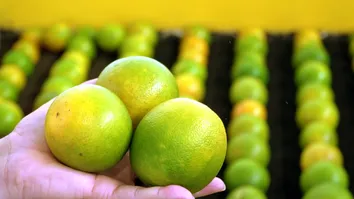 RIO REAL CELEBRA FESTA DA LARANJA E CONSOLIDA LIDERANÇA NA CITRICULTURA BAIANA
