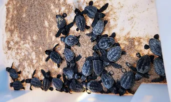 TEMPORADA DE TARTARUGAS MARINHAS COMEÇA EM BUSCA VIDA E REFORÇA CUIDADOS DE PRESERVAÇÃO