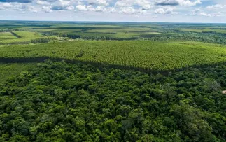 ENTRE 2023 E 2024, VALOR DA PRODUÇÃO FLORESTAL BAIANA CRESCE 33,5% E É O MAIOR DOS ÚLTIMOS 30 ANOS: R$ 2,249 BILHÕES