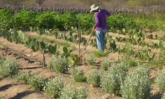 GOVERNO CRIA LINHA DE CRÉDITO DE R$ 12 BILHÕES PARA PRODUTORES RURAIS AFETADOS POR EVENTOS CLIMÁTICOS