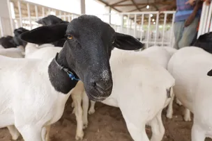 BAHIA CELEBRA DIA NACIONAL DA PECUÁRIA COM RECORDE NO REBANHO DE OVINOS E CAPRINOS