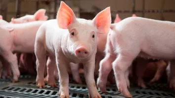 BRASIL E CINGAPURA FECHAM ACORDO PARA AMPLIAR COMÉRCIO DE PROTEÍNA ANIMAL