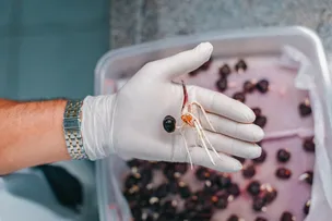 ACELEN RENOVÁVEIS E UNIMONTES ALCANÇAM 70% DE GERMINAÇÃO DA MACAÚBA