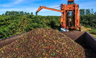 BAHIA É QUARTO MAIOR PRODUTOR DE CAFÉ DO BRASIL