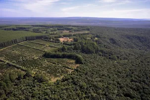 BAHIA RECEBE R$ 55 MILHÕES PARA RESTAURAR 1,2 MIL HECTARES DE MATA ATLÂNTICA