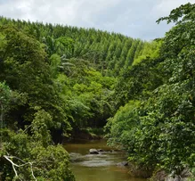 BRACELL VENCE PRÊMIO ECO AMCHAM 2025 COM INICIATIVA PIONEIRA DE CONSERVAÇÃO AMBIENTAL