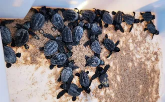 COM REFORÇOS NOS CUIDADOS DE PRESERVAÇÃO, TEMPORADA DE TARTARUGAS MARINHAS AVANÇA EM BUSCA VIDA