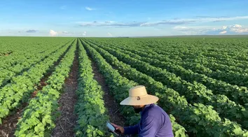 BAHIA MANTÉM RITMO DE EXPANSÃO AGRÍCOLA E PREVÊ NOVOS AVANÇOS EM 2026