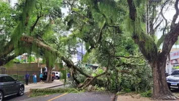 GALHO DE ÁRVORE CAI E BLOQUEIA TOTALMENTE O TRÁFEGO NO CORREDOR DA VITÓRIA, EM SALVADOR