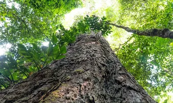 SUÍÇA ANUNCIA DOAÇÃO DE R$ 33 MILHÕES PARA FUNDO AMAZÔNIA