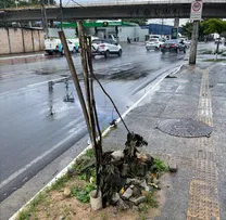 PREFEITURA REGISTRA CASOS DE VANDALISMO CONTRA MUDAS NA CIDADE; AÇÃO COMPROMETE ARBORIZAÇÃO E PREJUDICA BEM-ESTAR