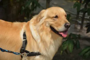 CÂMARA DE SALVADOR APROVA PROJETO QUE AUTORIZA ENTRADA DE PETS EM HOSPITAIS