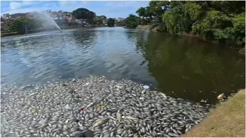 TRAGÉDIA AMBIENTAL: PEIXES SÃO ENCONTRADOS MORTOS NO DIQUE DO TORORÓ