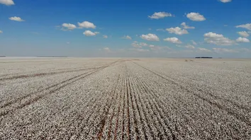 IBGE PREVÊ SAFRA RECORDE DE 346 MILHÕES DE TONELADAS EM 2025