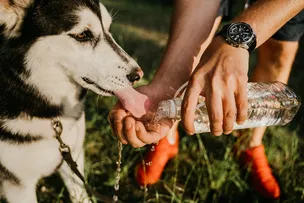 CUIDADOS ESSENCIAIS COM OS PETS DURANTE O VERÃO; CONFIRA