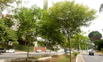COM INVESTIMENTOS EM ÁREAS VERDES, PREFEITURA TRANSFORMA RUAS E AVENIDAS EM LOCAIS MAIS ARBORIZADOS EM SALVADOR