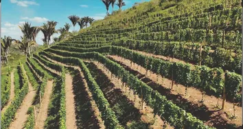 CONDOMÍNIO EM BANANEIRAS CELEBRA PRIMEIRA COLHEITA SUSTENTÁVEL DE UVAS